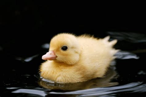 How to Raise A Baby Duck | Step-By-Step Guide