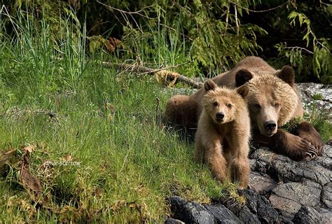 Save Grizzly Bear Habitat Today! - Campaign