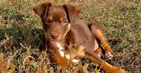 Red Kelpie Puppies