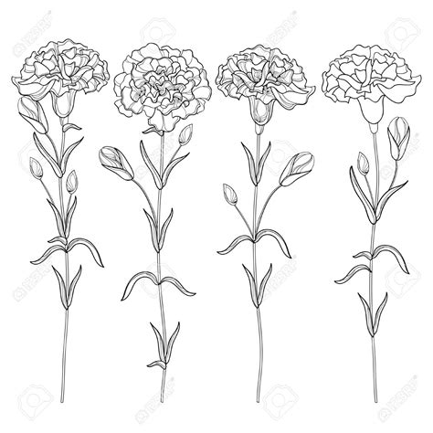 Carnation Drawing at GetDrawings | Free download