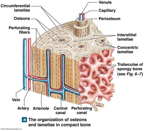 Spongy Bone Containg Red Bone Marrow | Anatomy bones, Basic anatomy and ...