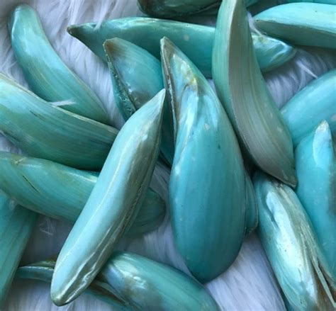 Blue Fresh Water Pearl Clam Twist Shells 3 Dyed Blue Clam - Etsy