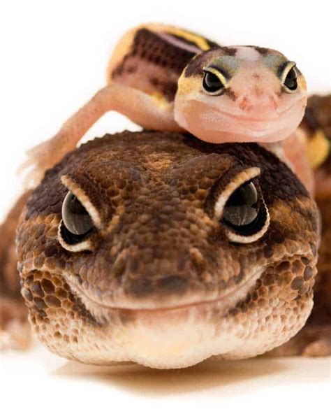 18 Facts About African Fat-Tailed Geckos (Hemitheconyx caudicinctus) | Storyteller Travel