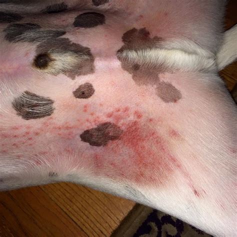 List 103+ Pictures Pictures Of Heat Rash On Dogs Latest 09/2023