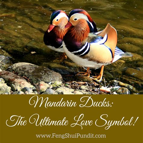 Mandarin Ducks Feng Shui [All You Need To Know] | Mandarin duck, Love ...