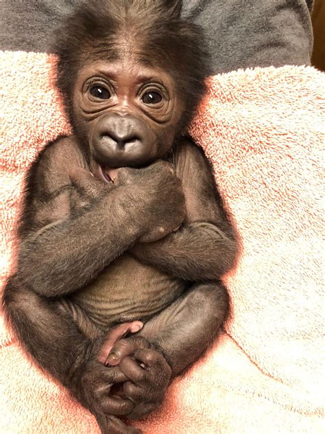 WATCH: Florida Zoo Welcomes Very Expressive Baby Gorilla | Baby gorillas, Baby zoo animals, Cute ...