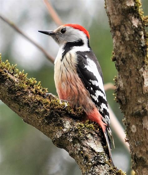 Woodpeckers Of Europe: Middle Spotted Woodpecker