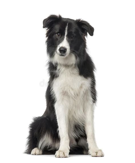 Black and white Border Collie sitting, 8 months old. Isolated on white ...