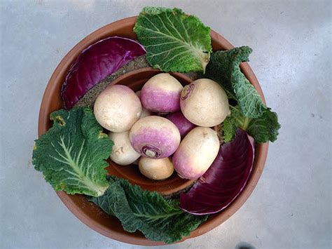 DIY Zeer Pot: Electricity-Free Refrigeration