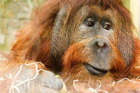 Orangutan Free Stock Photo - Public Domain Pictures
