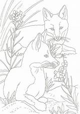 Free & Easy To Print Fox Coloring Pages  Tulamama sketch template