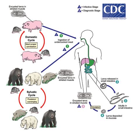 Rodent-borne Diseases | Rentokil