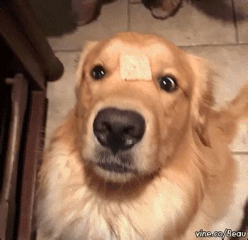 golden retriever adorable gif | WiffleGif