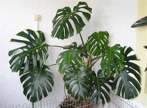 Monstera deliciosa (Ceriman, Cutleaf Philodendron, Hurricane Plant ...