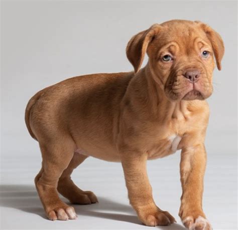 Are Dogue De Bordeaux Dogs Safe