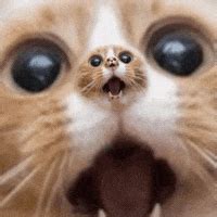 Surprise Cat GIFs - Find & Share on GIPHY