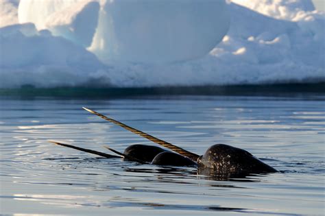 Narwhal Tusk Facts: Did You Know? | Arctic Kingdom