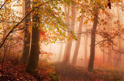 nature photography landscape road forest mist morning sunlight trees ...