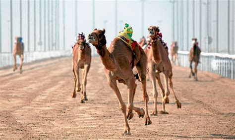 Camel racing in the UAE | Time Out Abu Dhabi