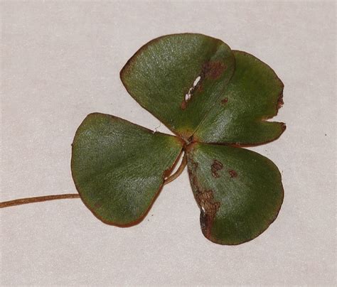 Marsilea quadrifolia (Marsileaceae) image 24227 at