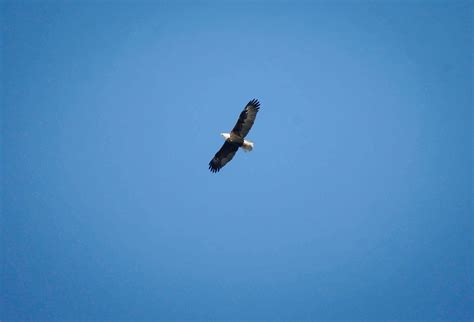 Snowbird song by Anne Murray prompts new love for snow buntings