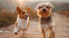 latest news  dogs  dogs news updates