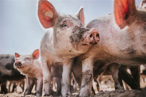 pig discusses current turmoil facing pig sector
