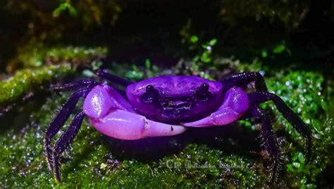 Aunty's big boobs that girl's ad was appealing to me