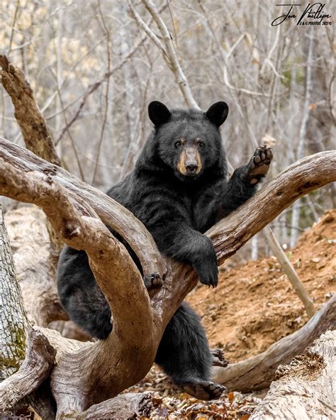 J & - Victoria and her family, the cub in the middle that sticks out