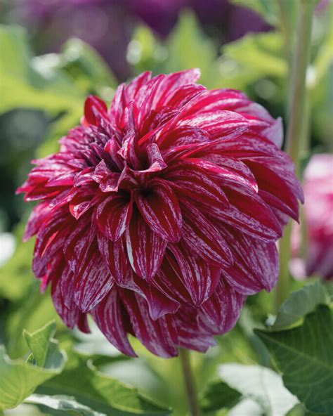 Dahlia Sturm Sweet Nicole - Nyhed - Grandiflora