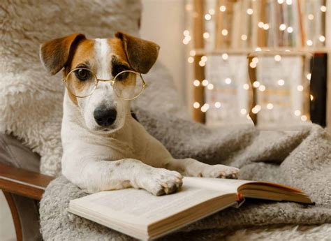 dog breeds    smarter   friends iheartdogscom