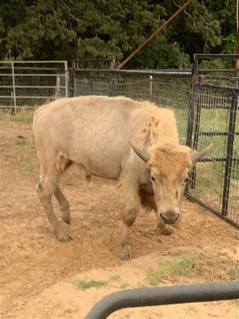 WildLife Buyer, LLC. - 1.0 white bison bull