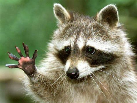 Lanah cherry porn leak i knew then that I was going to