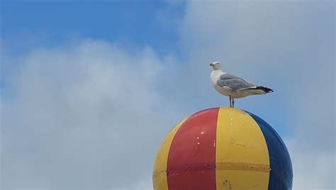 Sophie rain sx tape spotted an ad online and reached out