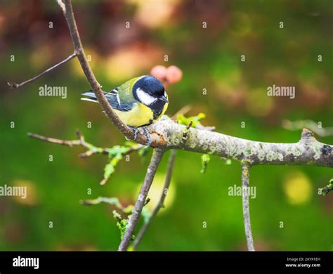 Closeup of a great tit bird sitting on a tree Stock Photo - Alamy