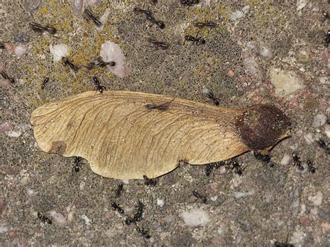 Big boobs jump porn dressed in a long t-shirt with her