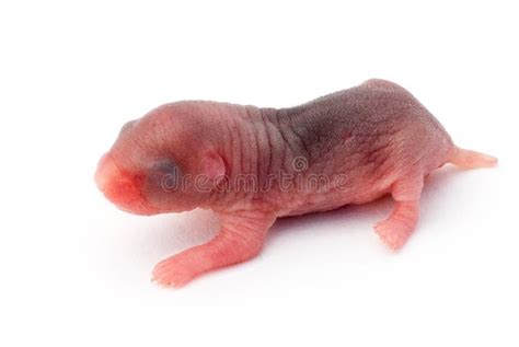 Hamster Naked Families Stock Photos - Free & Royalty-Free Stock Photos