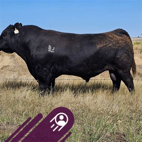 BJ Scheirlinck - Hot off the press! Here is the Sale Order... | Facebook