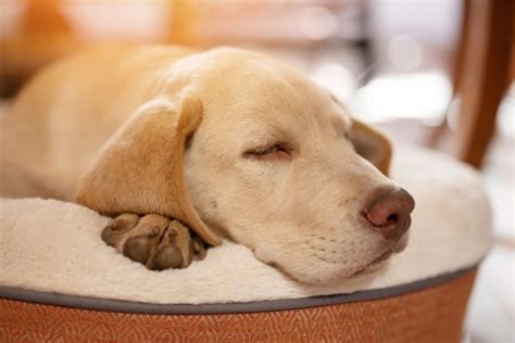 Female Dog Leaking Urine While Resting? Causes and How to Help - Dr