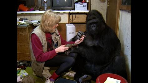 A Conversation with Koko