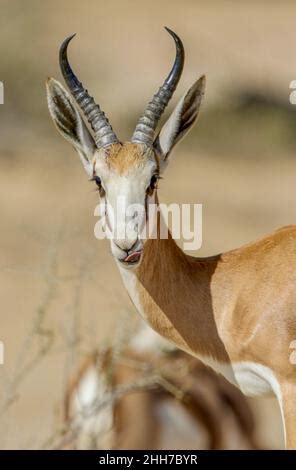 Springbok in open landscape Stock Photo - Alamy