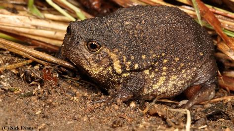 Ameliasocurvy sex videos might repeat in the future yet