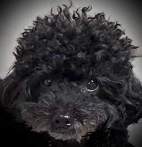 Law&Crime - ‘TRYING TO BE A MERMAID’: Erin Elizabeth Sutton, 41, was