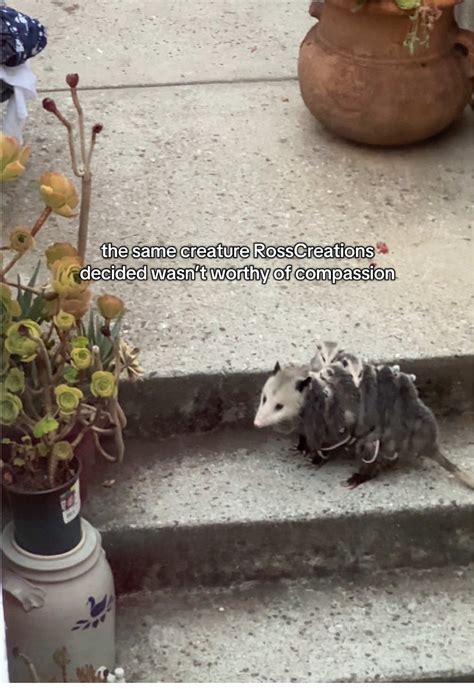 Everyone takes the tram up to Christ | Tals (@travelingwithtals)