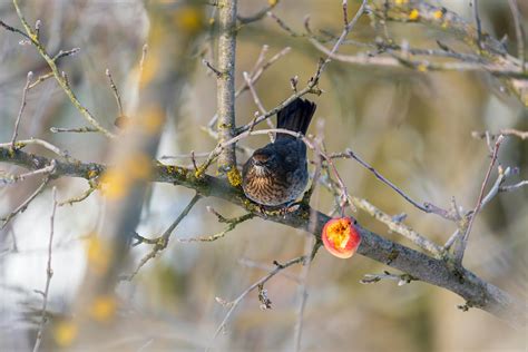 Heidi+Naked+Scenes Photos, Download The BEST Free Heidi+Naked+Scenes