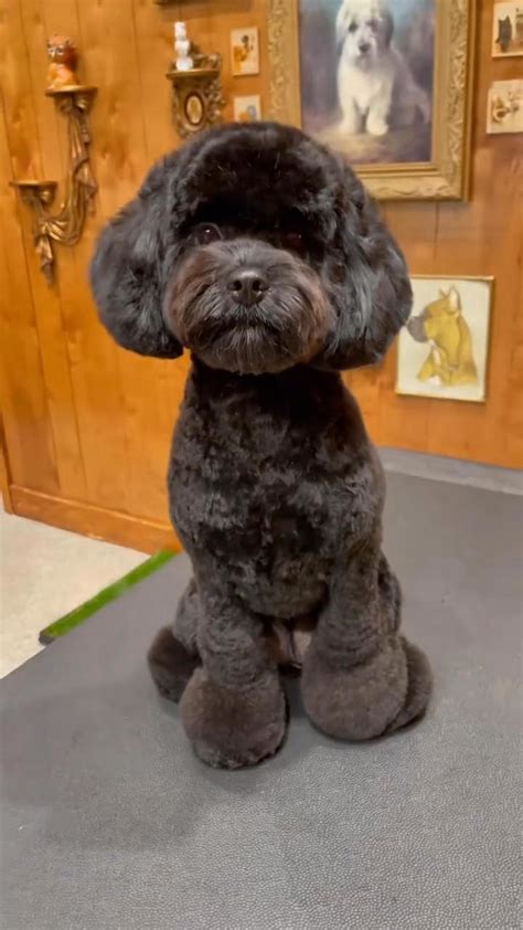 Singer Jenny Lewis celebrates her 50th birthday — by marrying her dog