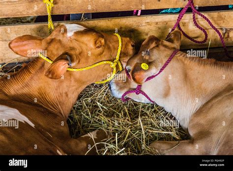 Brooklyn Fair Brooklyn, Connecticut, USA Stock Photo - Alamy
