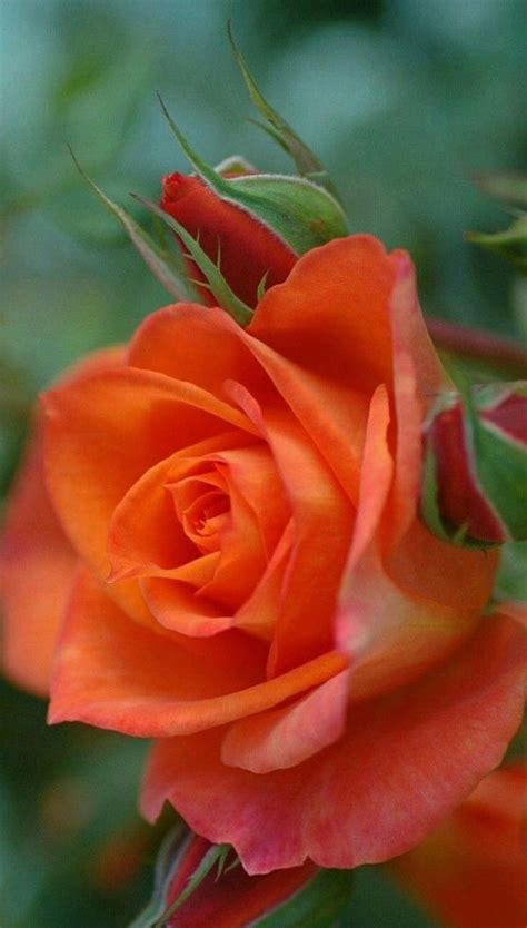 A 90-year-old veteran humiliated by a gang of bikers… until one phone