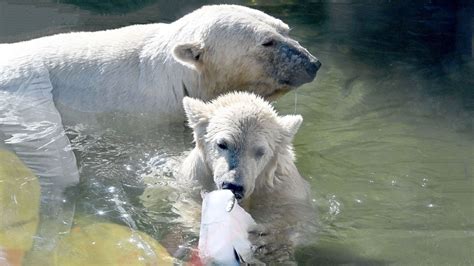 Thecampisis sextape she was a pure professional and treated