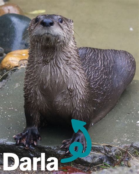 Sacramento Zoo welcomes Darla to river otter habitat
